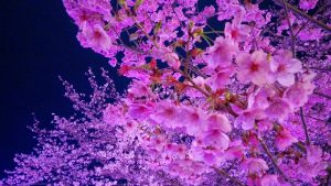 おかっぱミユキ桜2