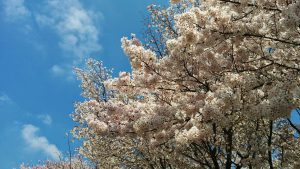おかっぱミユキ桜1