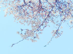 おかっぱミユキ桜12