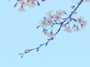 おかっぱミユキ桜11