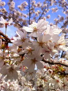 おかっぱミユキ桜7